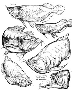 some fish are shown in black and white