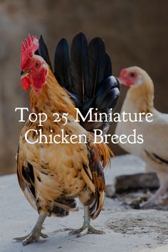 two chickens standing next to each other with the words top 25 miniature chicken breeds on it