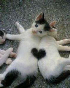 two cats are playing with each other on the ground in front of another cat that is laying down