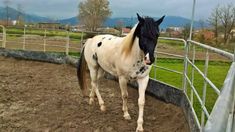 a white and black horse standing next to a fence