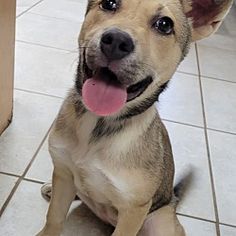 a brown dog sitting on top of a white tile floor next to a wooden box