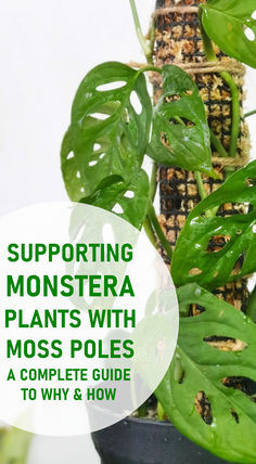 How to Grow Monstera on a Moss Pole Monstera Houseplant, Monstera Plant Care, Monstera Plants, Moss Pole, Swiss Cheese Plant, Indoor Plant Care, Best Indoor Plants, Monstera Plant, House Plant Care