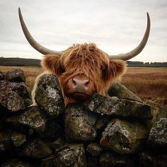 an animal with long horns standing behind a pile of rocks