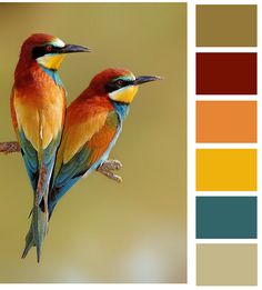 two colorful birds sitting on top of a tree branch