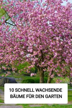 a tree with pink flowers in the park