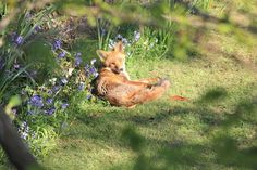 a small brown dog laying on top of a lush green grass covered field next to purple flowers