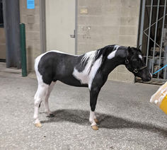 a black and white horse standing next to a yellow barrel