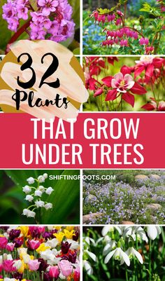 flowers that grow under trees with text overlay reading 32 plants that grow under trees