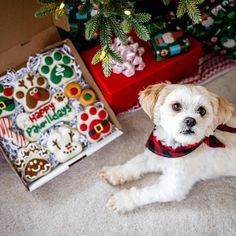 a small white dog laying on the floor next to a christmas tree and decorated cookies