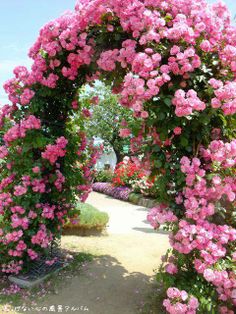 pink flowers are growing on the side of a path in a garden with lots of greenery