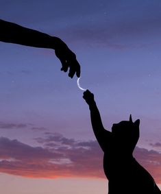 a cat reaching up to get something out of someone's hand at sunset or dawn