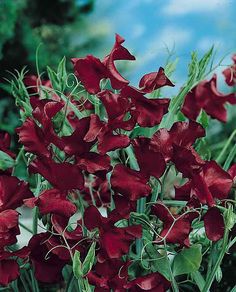 red flowers are blooming in the garden with green leaves and blue sky behind them