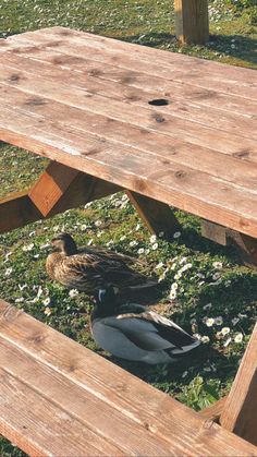 two ducks sitting under a picnic table in the grass