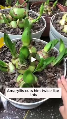 several potted plants are being held up by someone's hand in front of them