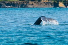 a whale's tail is sticking out of the water as it swims by