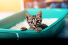 a small kitten is sitting in a litter box