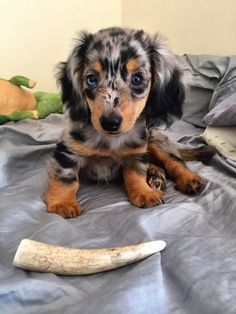 a black and brown dog laying on top of a bed