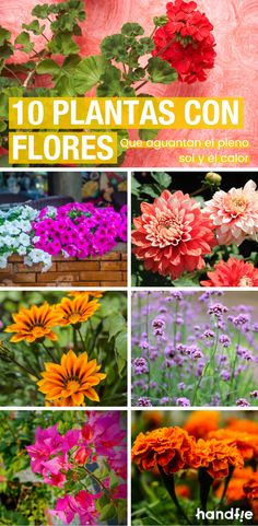 flowers that are in different colors and sizes with the words 10 plantas con floress