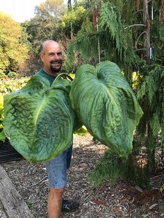 a man holding two large green plants in his hands