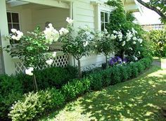 white roses line the side of a house