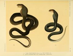 two snakes, one black and one brown