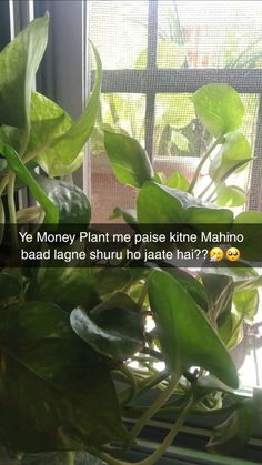 a green plant sitting on top of a window sill