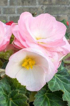 two pink and white flowers in front of a brick wall