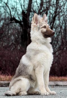 a white and brown dog sitting on top of a cement ground next to trees in the background