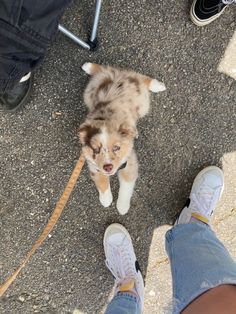 a small dog standing on top of a sidewalk next to someone's legs and feet