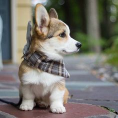 a small brown and white dog wearing a scarf