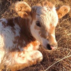 a brown and white cow laying on top of dry grass