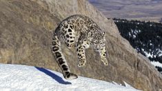 a snow leopard is jumping in the air on top of a snowy hill with mountains in the background