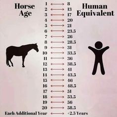 the horse age chart for each individual year is shown in black and white with an arrow pointing to it