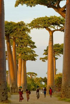 several people walking down a dirt road between tall trees