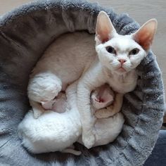 a white cat is curled up in a pet bed