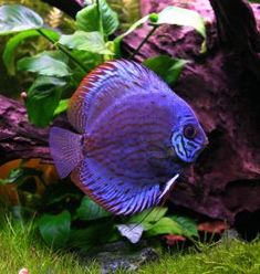 a blue and red fish in an aquarium next to some green plants on the ground