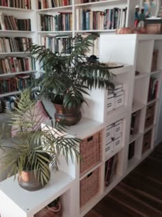 there are many bookshelves with plants on them