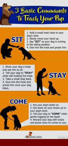 a poster with instructions on how to teach your dog