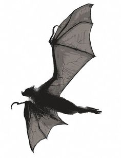 a drawing of a bat flying in the sky