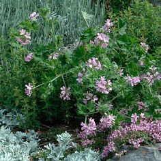 purple flowers are growing in the garden next to some rocks and plants with green leaves