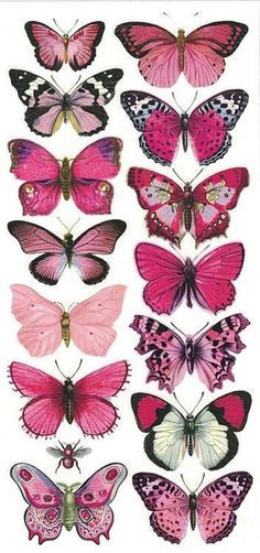 a group of pink and white butterflies