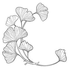 an ink drawing of ginkoket leaves on a white background with the letter c