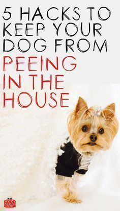 a small dog sitting on top of a white rug with the words 5 hacks to keep your dog from peeing in the house