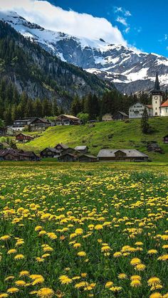 a field full of yellow dandelions with mountains in the background