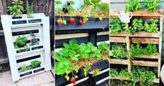 several different types of garden plants growing in wooden pallets on the side of a building