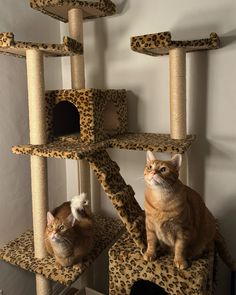 two cats sitting on top of cat trees in a room with white walls and leopard print carpet