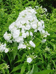 white flowers are blooming in the garden