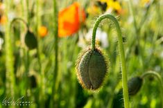 a close up of a flower on a plant in the middle of some grass and flowers