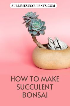 a bonsai plant sitting on top of a rock with the words how to make succulent bonsai