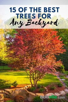 the best trees for any backyard